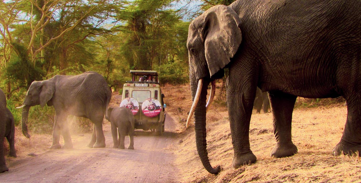 Safari en Tanzanie