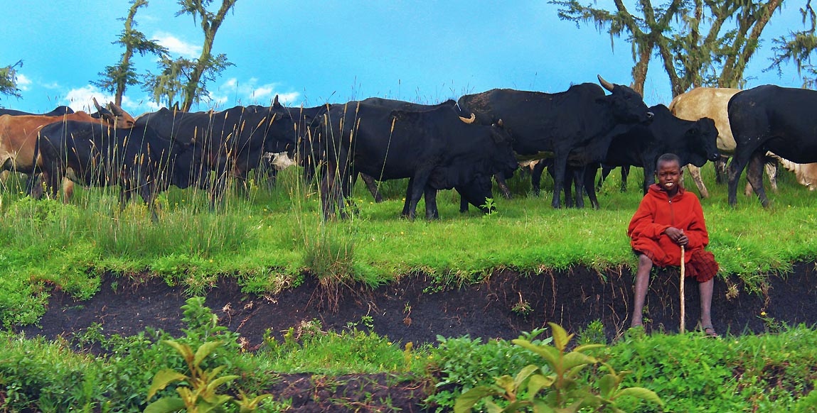 Safari en Tanzanie