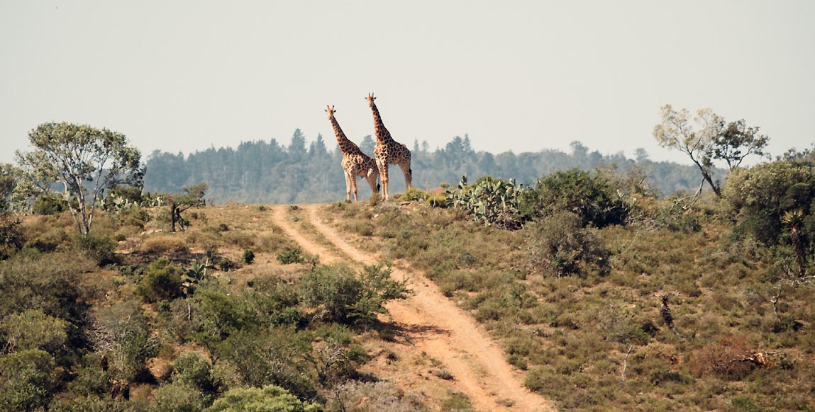 Safari en Tanzanie