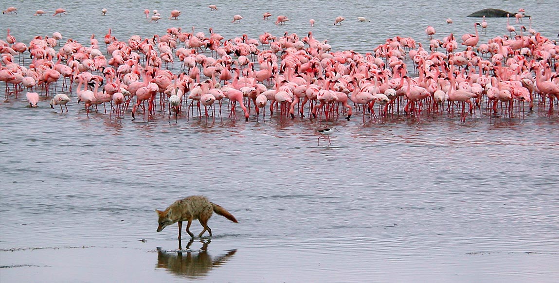 Safari en Tanzanie