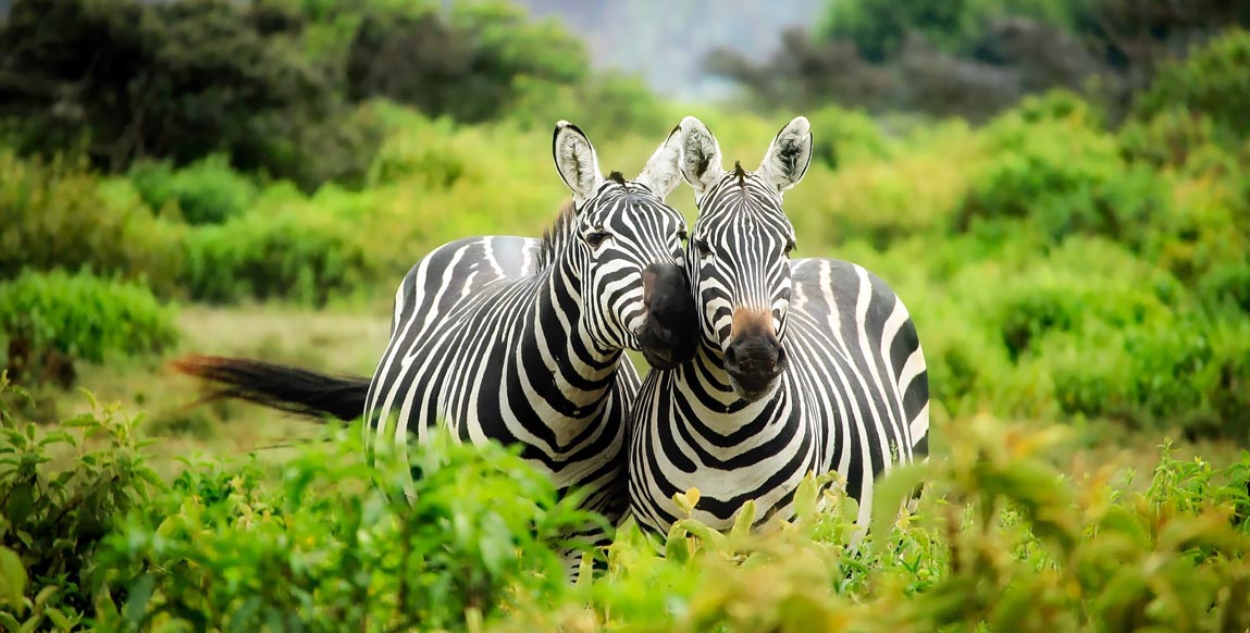 Safari en Tanzanie